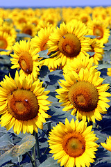 Image showing sunflowers