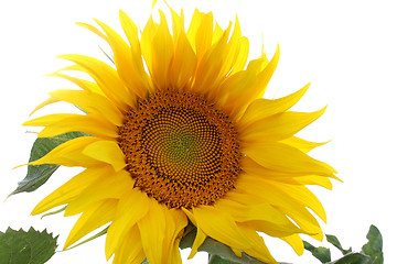 Image showing sunflowers