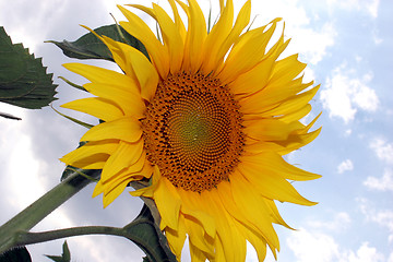 Image showing sunflowers