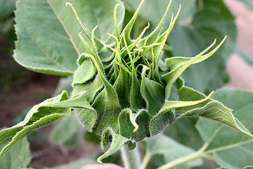 Image showing sunflower bud