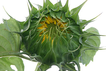 Image showing sunflower bud