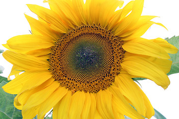 Image showing sunflower