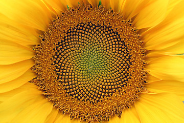 Image showing sunflower