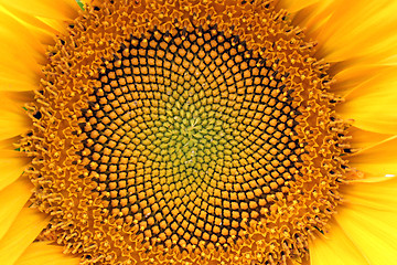 Image showing sunflower