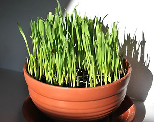 Image showing green grass