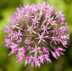 Image showing flower, Allium aflatunense