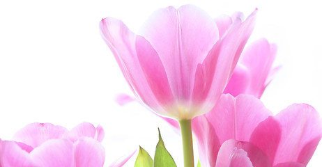 Image showing tulips on white