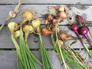 Image showing Onion