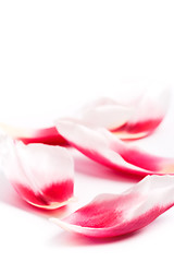 Image showing pink tulip petals 