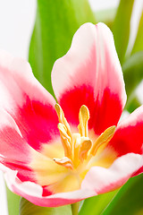 Image showing pink tulip