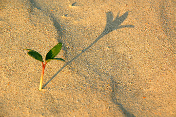 Image showing Little Plant and its Shadow in the Desert