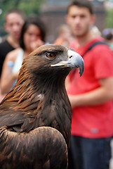 Image showing Brown Eagle on street