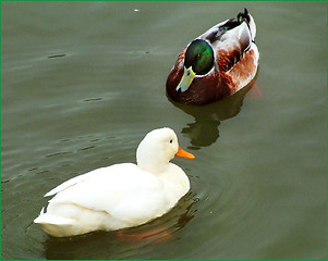 Image showing mallards