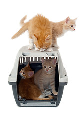 Image showing Sweet cat kittens in transport box