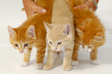 Image showing Sweet cat kittens 