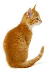 Image showing Red cat kitten on white background