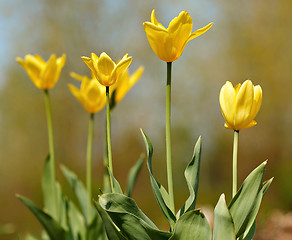 Image showing Yellow tulips