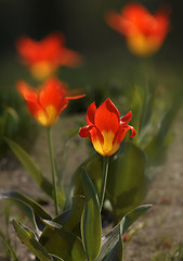 Image showing Yellow - Red tulips