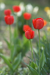 Image showing Red tulips