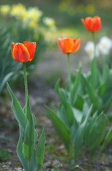 Image showing Red tulips