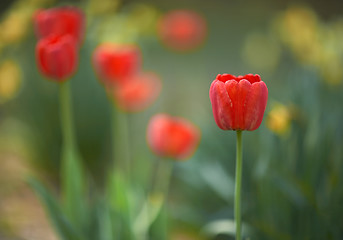 Image showing Red tulips