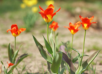 Image showing Yellow - Red tulips