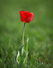 Image showing Red tulips