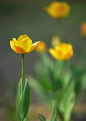 Image showing Yellow tulips