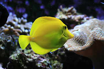 Image showing yellow exotic fish
