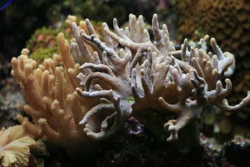 Image showing aquarium background