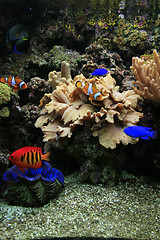 Image showing aquarium background