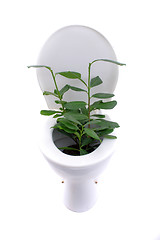 Image showing toilet garden