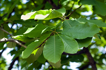 Image showing Magnolia leaves