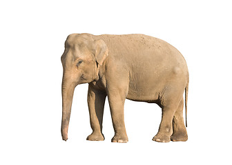 Image showing Elephant