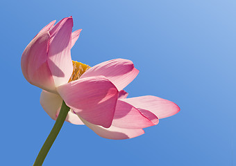 Image showing Lotus over blue sky