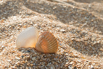 Image showing Two seashells kissing