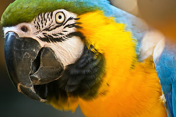 Image showing Parrot