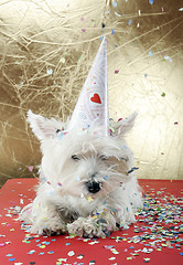Image showing Dog party
