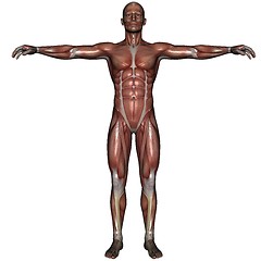 Image showing 3D muscle of man