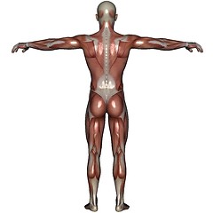 Image showing 3D muscle of man