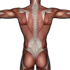 Image showing 3D muscle of man