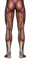 Image showing 3D muscle of man