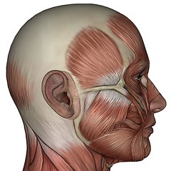 Image showing 3D muscle of man