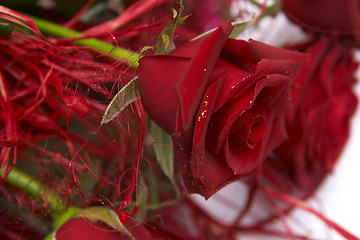 Image showing Red roses