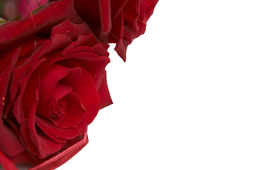 Image showing Red roses