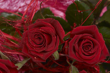 Image showing Red roses