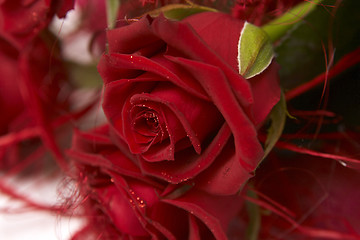 Image showing Red roses