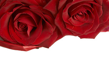 Image showing Red roses