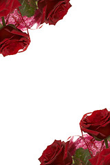 Image showing Red roses