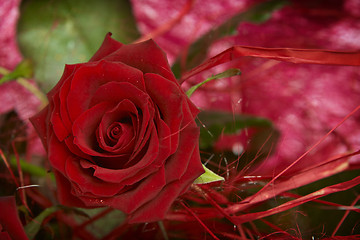 Image showing Red roses